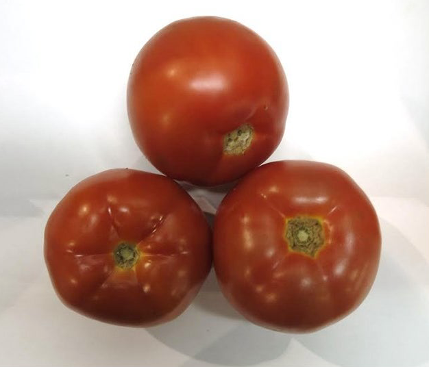 Tomato   Large 5/6 size